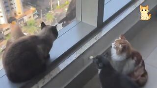 Crazy Cats vs Wild Animals