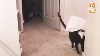 The Funniest CATS on the Planet