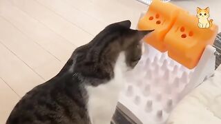 These CATS are too FUNNY! 3