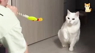 When You Live With a Bad Cat, Peace Was Never an Option!