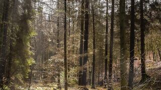 ✅Cura Emocional e Física - Música Reiki de Meditação com Natureza