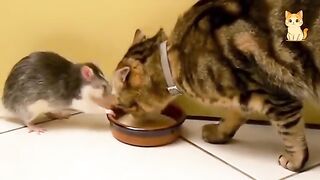 Crazy Cats vs Wild Animals 2
