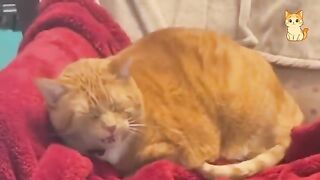 Collection of the funniest cat videos