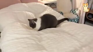 Funniest Cat Compilation