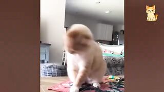 You Will Laugh So Hard Watching These Cats