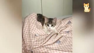 Cats Causing Chaos 2