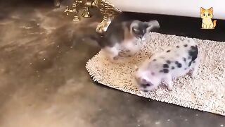 Hilarious Encounters Between Cats And Animals