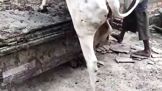 sapi cow