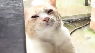 mau makan dia mukanya melas banget si menggg