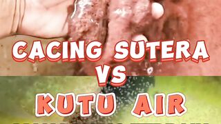 Cacing Sutera vs Kutu Air Mana yang terbaik untuk pakan larva lele❓