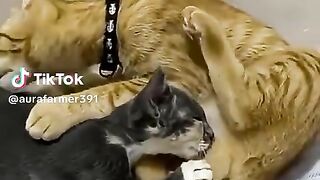 Cat is Giving Blow Job to Male