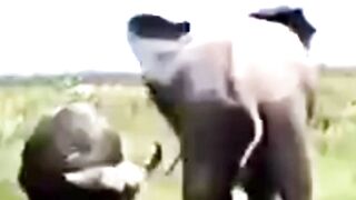 Mother Elephant Destroyed The Bully #animals #wildlife #elephant #buffalo