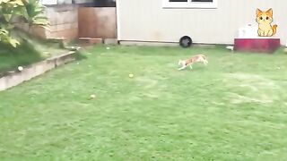 Cats Who Forget How to Be Normal