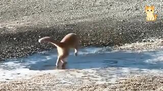 Hilarious Cats Compilation 2