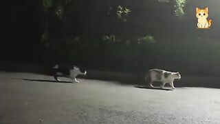 Funniest Cat Video Ever