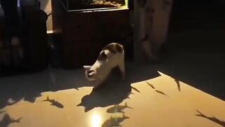Cats Causing Chaos 3