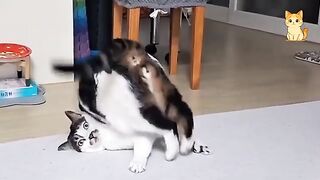You Can’t Stop Laughing