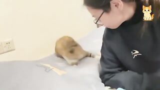 COMPILATION of the FUNNIEST ANIMALS