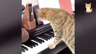 Funny Cat Videos 14