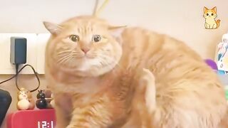 Hilarious Cats Compilation 3
