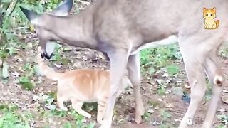 Crazy Cats vs Wild Animals 3