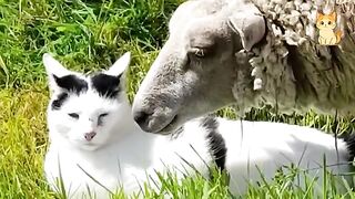 Crazy Cats vs Wild Animals 4