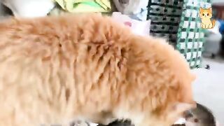 Cats and Their Craziest Chaos Moments