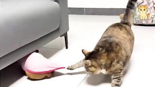 These CATS are too FUNNY! 4
