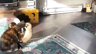 Crazy Cats vs Wild Animals 5