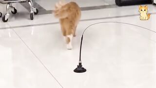 Top Funniest Cat Videos