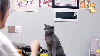 Funniest Cat Video Ever 2
