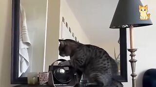 Hilarious Cat Fails 2