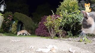 Crazy Cats vs Wild Animals 6