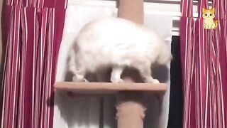 Collection of the funniest cat videos 2