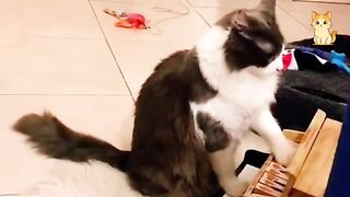 FUNNY Cats Going Crazy