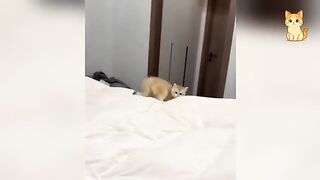 When Cats Cause Chaos