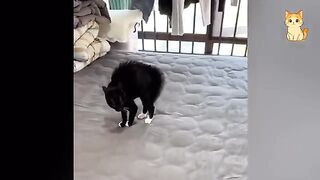 Funny & Cute Cat Moments