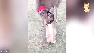 Funny Cat Videos 15