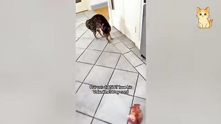 The Most Adorable and Funny Cats