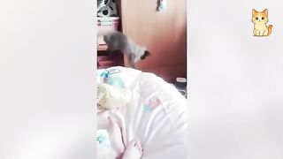 Cats Really Use 100% of Their Brains