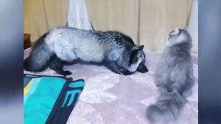 Funniest Cat and Other Animal Videos of 2026