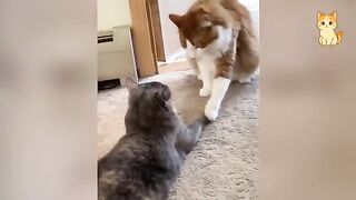 The Funniest Cat Videos