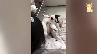 Cats Causing Chaos 4