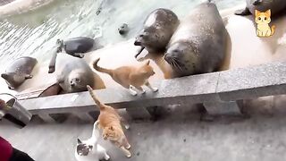 Funny Cat Videos 16