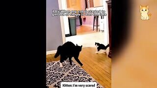 Cats Really Use 100% of Their Brains 2