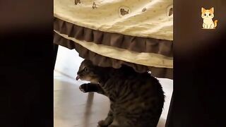 Funny Cat Videos 17