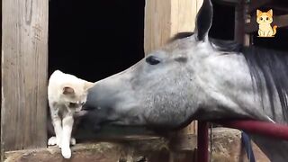 Hilarious Cats vs Wild Animals