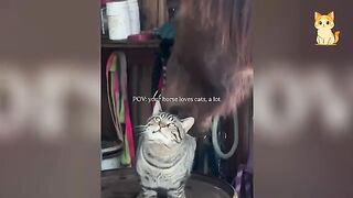 Crazy Cats vs Wild Animals 7