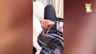 Collection Of The Funniest And Cutest Cats