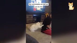 Cats and Their Craziest Chaos Moments 2